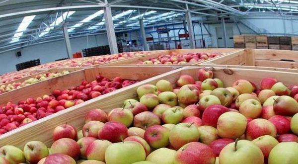 Белгородский областной фонд поддержки МСП предоставил займ в размере 5 млн рублей на строительство фруктохранилища