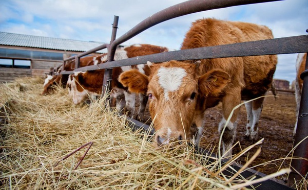 Белгородский областной фонд поддержки МСП одобрил предоставление займа в размере 1, 8 млн рублей